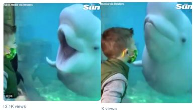 This beluga Whale's video will melt your heart