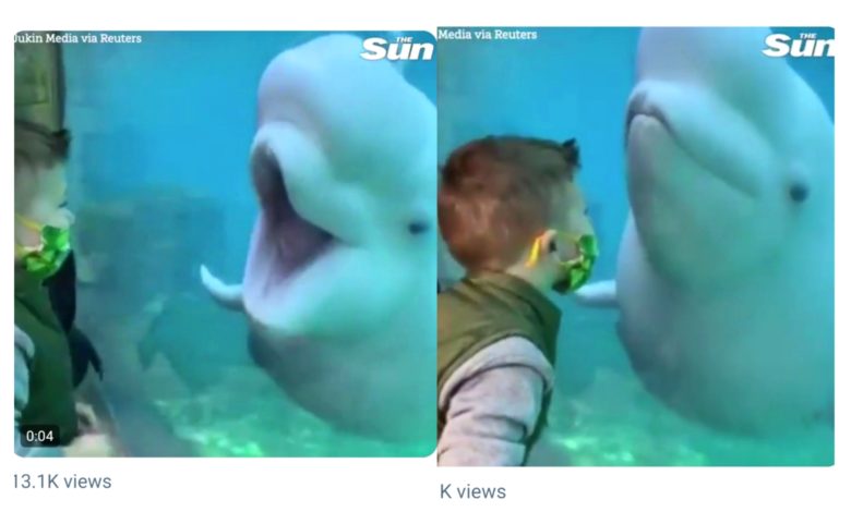 This beluga Whale's video will melt your heart