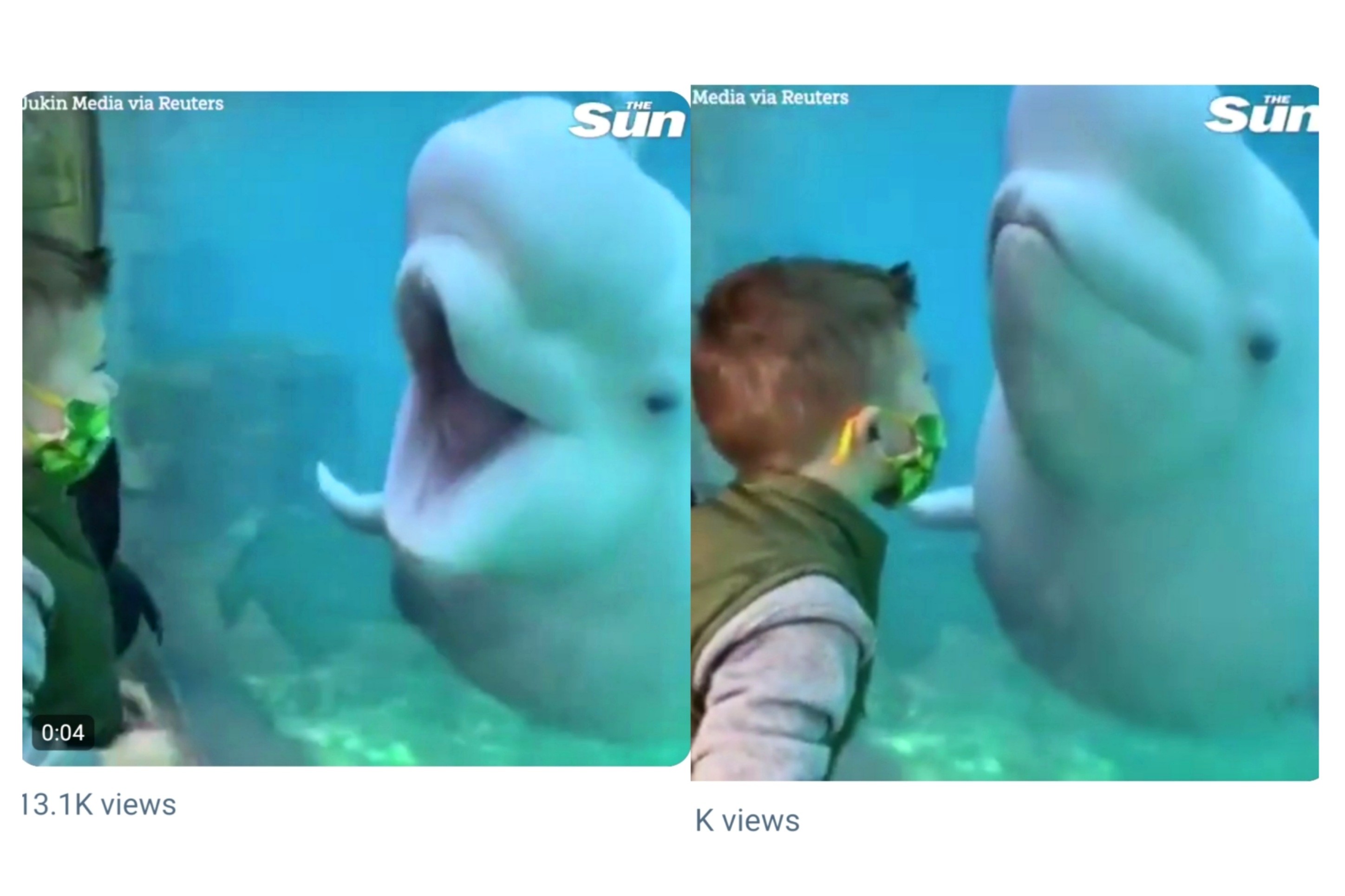 This beluga Whale's video will melt your heart