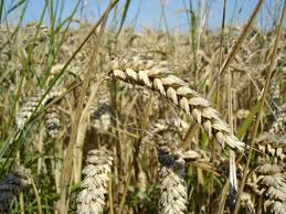 How did Wheat crisis arise in Pakistan?