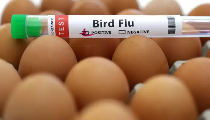 Britain Raises Bird Flu Risk to Medium Amid New Outbreaks