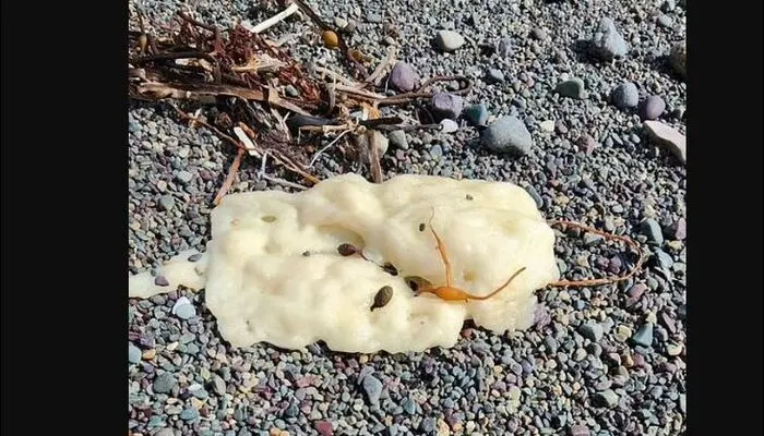 Mysterious Blobs Wash Up on Canada’s Beaches, Investigation Underway