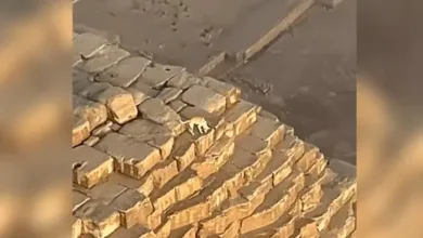 Stray Dog Spotted at the Summit of Egypt’s Great Pyramid