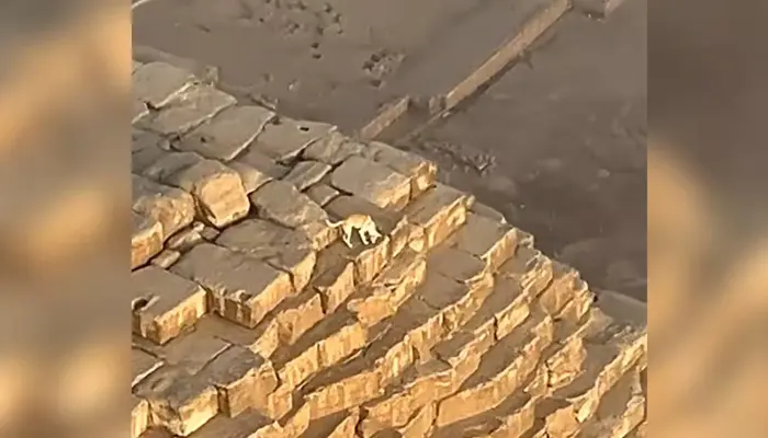 Stray Dog Spotted at the Summit of Egypt’s Great Pyramid