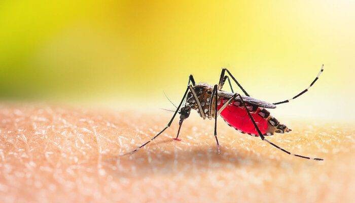 Surge in Dengue, Malaria, Chikungunya Cases Overwhelm Karachi Hospitals