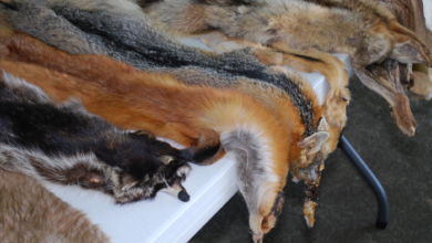 London Fashion Week Bans Wild Animal Skins