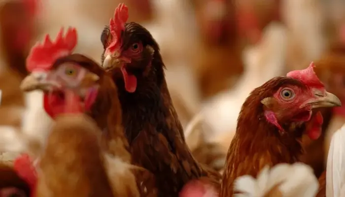 Bird Flu Outbreak Worsens Across Four U.S. States