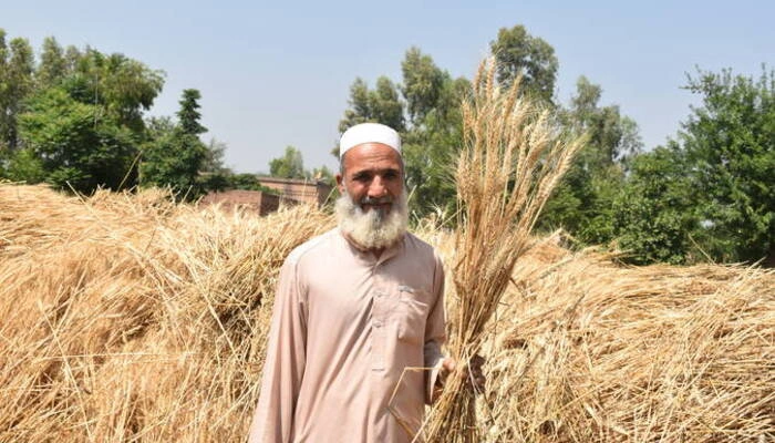 Breakthrough in Climate-Resilient Farming New Wheat Varieties Developed in KP