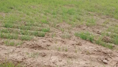 Dry Spell Worsens Pakistan Faces Health, Agriculture, and Climate Challenges