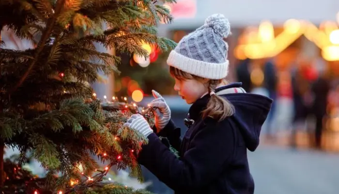 Scientists Race to Climate-Resilient Christmas Trees Amid Growing Challenges