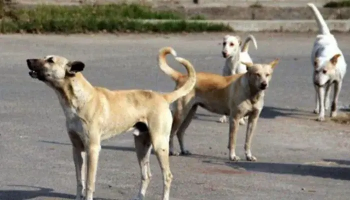 Sindh Struggles with Escalating Dog Bite Cases in 2024