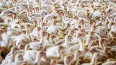 US Allocates $306 Million for Bird Flu Preparedness and Monitoring