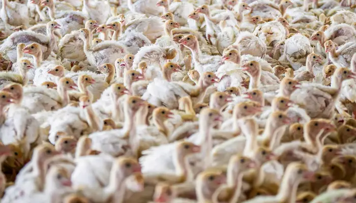 US Allocates $306 Million for Bird Flu Preparedness and Monitoring