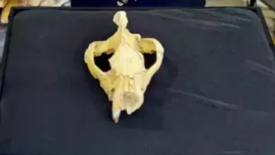 Skull Discovery Reveals Fierce Prehistoric Predator in Egypt