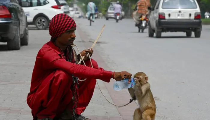 Karachi Customs Blocks Attempt to Smuggle Live Monkeys