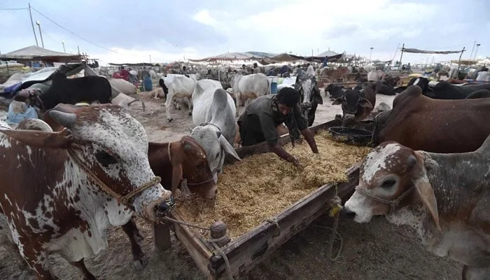 Eid ul Adha 2025 SBP Pushes ‘Go Cashless’ Drive for Cattle Markets