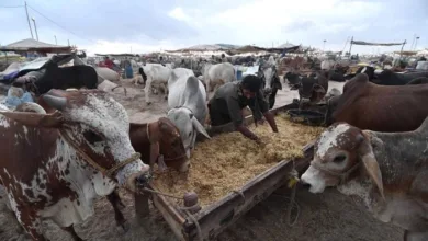 Eid ul Adha 2025 SBP Pushes ‘Go Cashless’ Drive for Cattle Markets