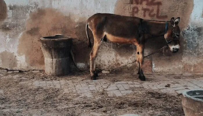 China Eyes Pakistan’s Donkeys for Ejiao Boom