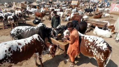 Youth Killed in Swabi During Sacrifice