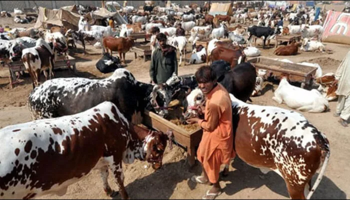 Youth Killed in Swabi During Sacrifice