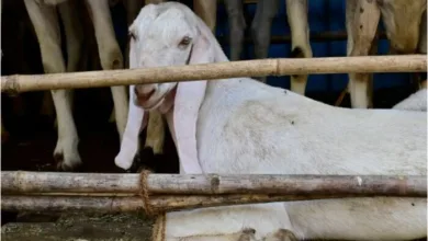 The Moral Debate Over Eid Animal Sacrifice