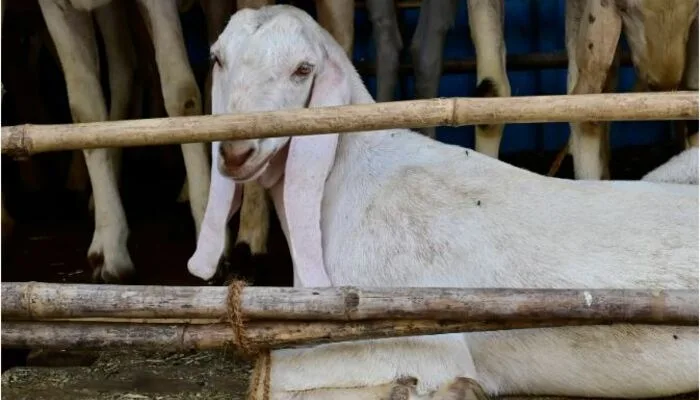 The Moral Debate Over Eid Animal Sacrifice