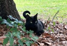 Florida Cat Helps Detect New Orthoreovirus Strain