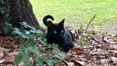 Florida Cat Helps Detect New Orthoreovirus Strain