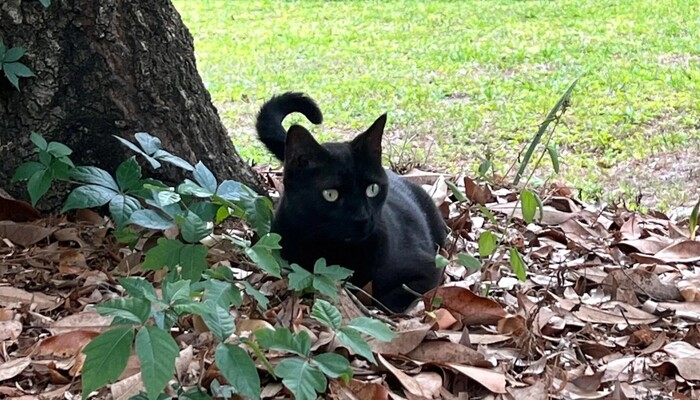 Florida Cat Helps Detect New Orthoreovirus Strain