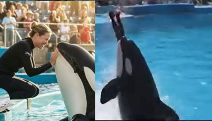 Bizarre Dolphin Encounter Leaves Social Media Divided Over ‘Jessica Story