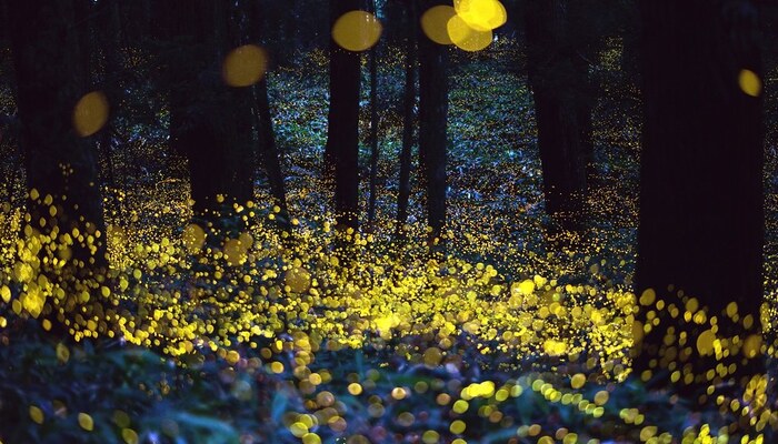 Climate Change Is Killing Fireflies, Threatening a US Summer Ritual