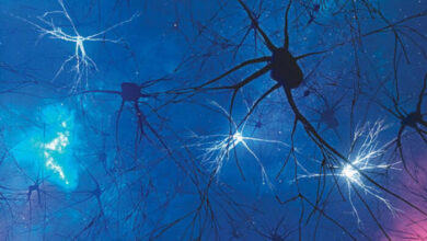 First-Ever Human Brain Map Unveils Astonishing Complexity