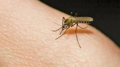 NDMA Warns of Deadly Mosquito-Borne Diseases Amid Monsoon
