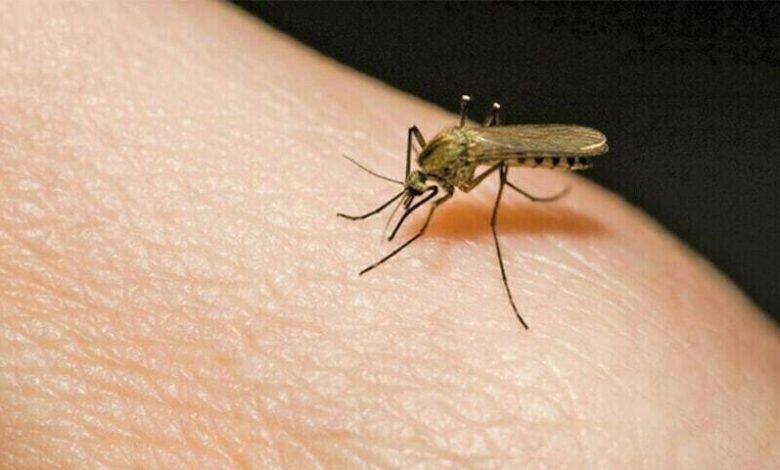 NDMA Warns of Deadly Mosquito-Borne Diseases Amid Monsoon 1 NDMA Warns of Deadly Mosquito-Borne Diseases Amid Monsoon