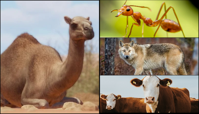 Animals That Spoke by Allah’s Will: Miraculous Accounts in the Qur’an and Hadith