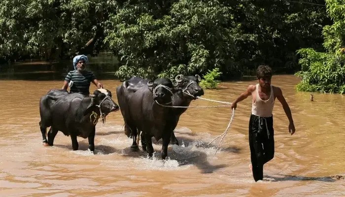Floods Trigger Agricultural Emergency in Punjab