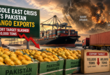 Pakistan Mango Exports